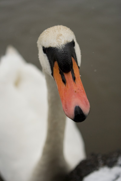 Ikonka Masowej Dezorientacji